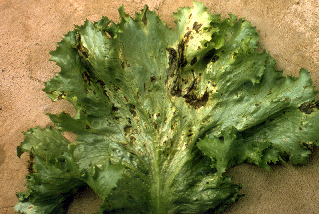 Bacterial leaf spot (Head rot)