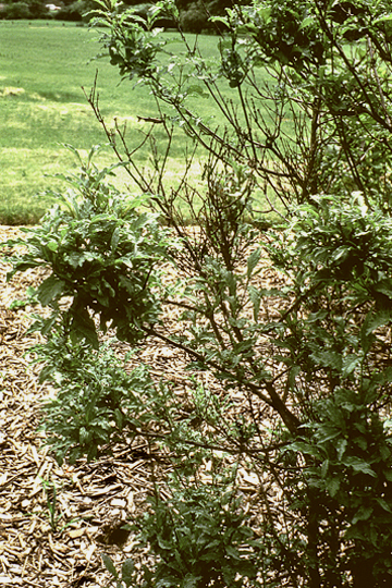 Witches'-broom