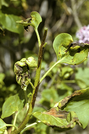 Bacterial blight