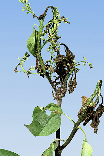 Bacterial blight