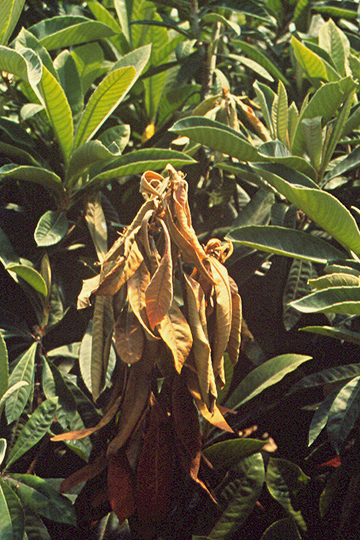 Fire blight