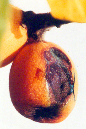 Fire blight