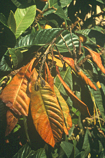 Fire blight
