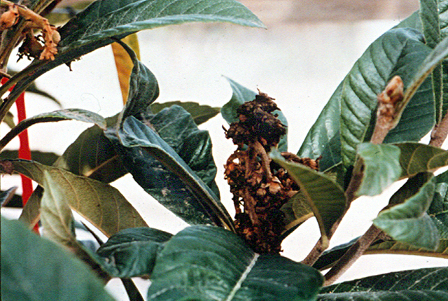 Fire blight