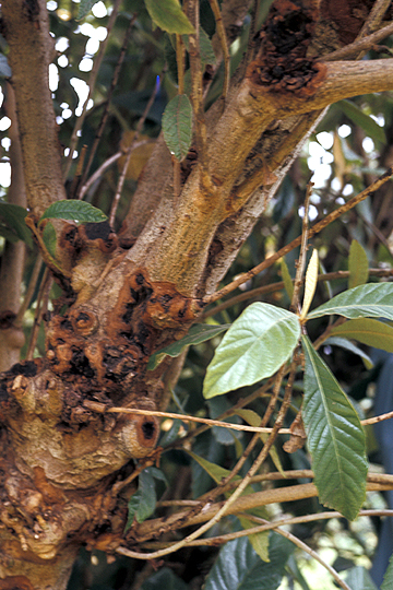 Bacterial canker