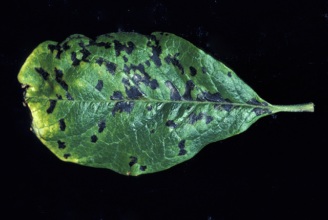 Bacterial leaf spot