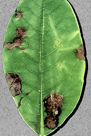 Bacterial leaf spot
