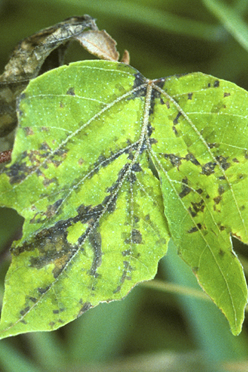 Bacterial leaf spot