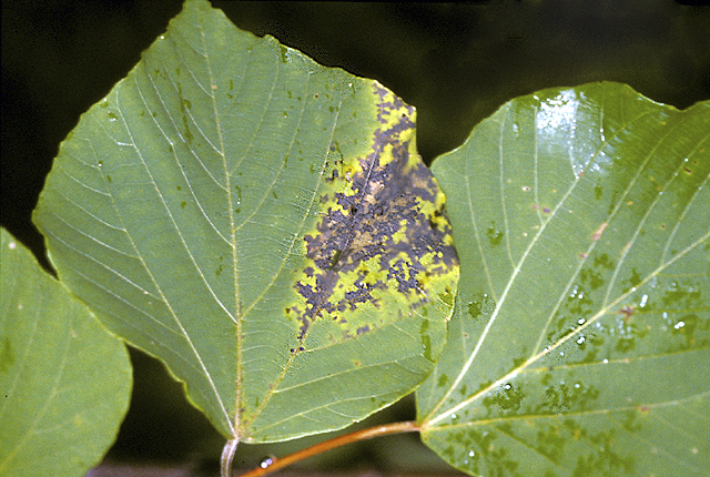 Bacterial leaf spot