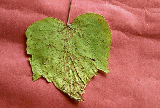 Bacterial brown spot