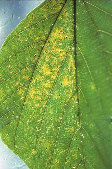 Bacterial brown spot