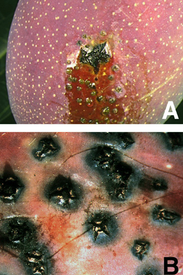 Bacterial black spot