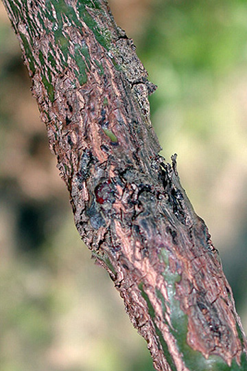Bacterial black spot