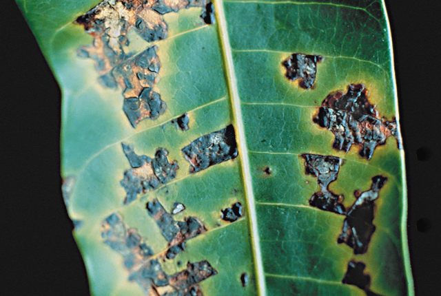 Bacterial black spot