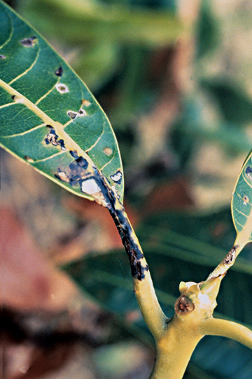 Bacterial black spot