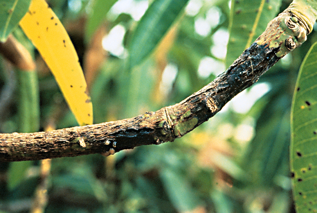 Bacterial black spot
