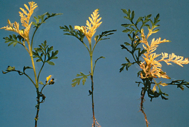 Pseudomonas leaf spot