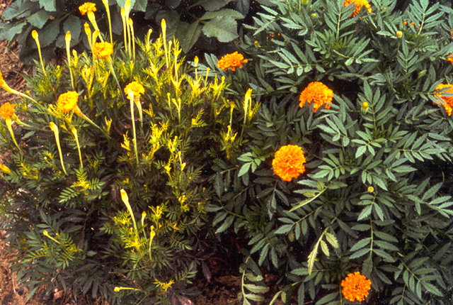 Aster yellows