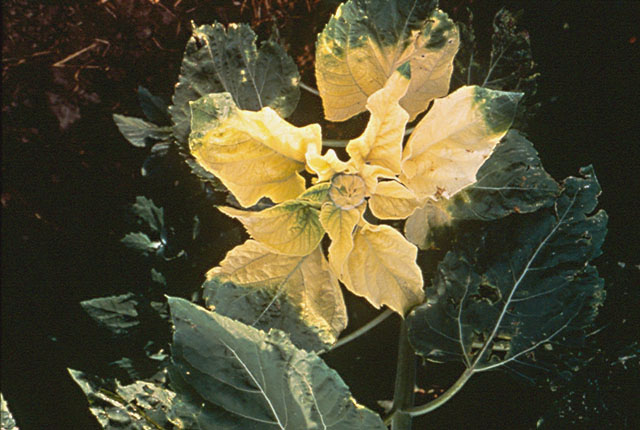 Pseudomonas leaf spot