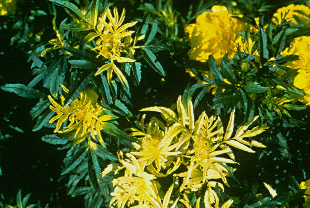 Pseudomonas leaf spot