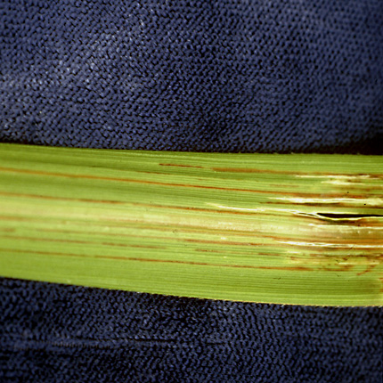 Bacterial leaf stripe