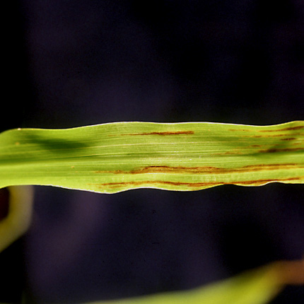 Bacterial leaf stripe