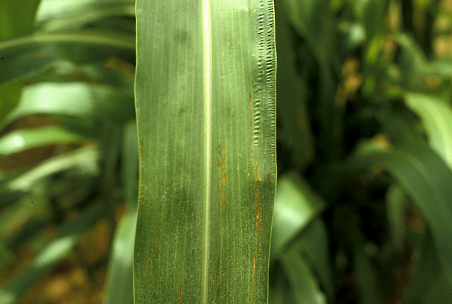 Bacterial leaf streak