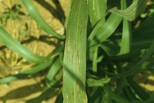 Bacterial leaf streak