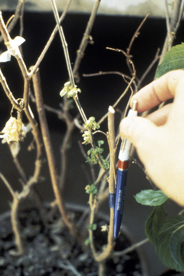Mulberry dwarf disease