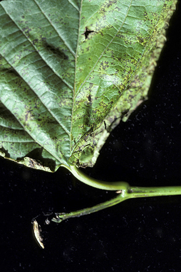 Bacterial blight
