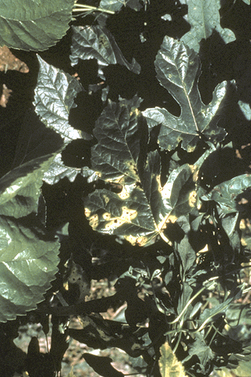 Bacterial blight
