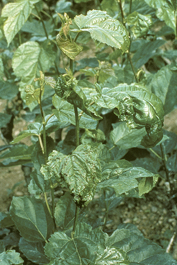 Bacterial blight