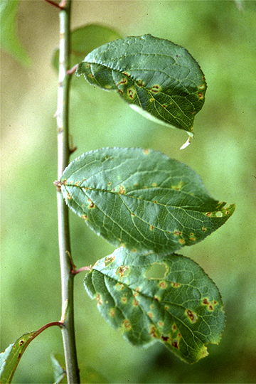 Bacterial canker (Leaf spot)