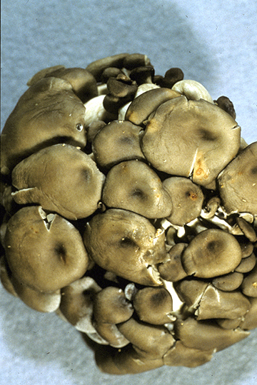 Brown blotch