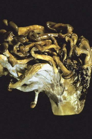 Brown blotch