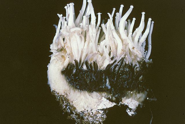 Brown blotch
