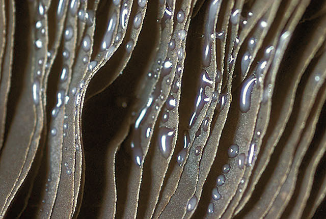 Drippy gill