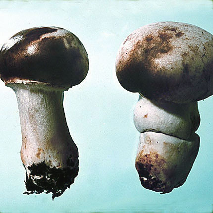 Brown blotch