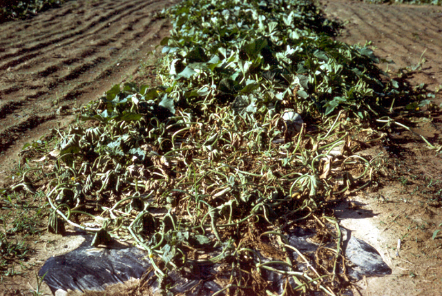 Bacterial wilt