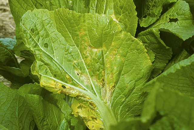 Bacterial leaf spot