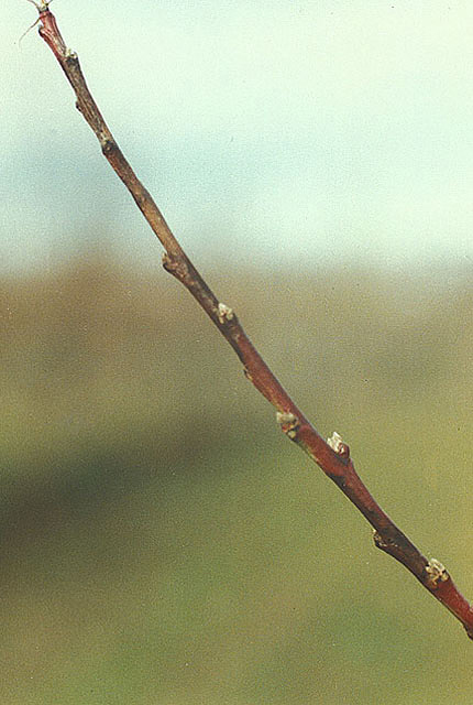 Bacterial dieback of nectarine