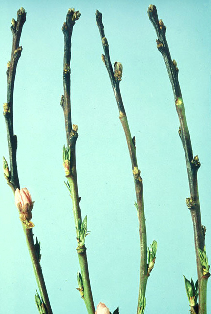 Bacterial dieback of nectarine
