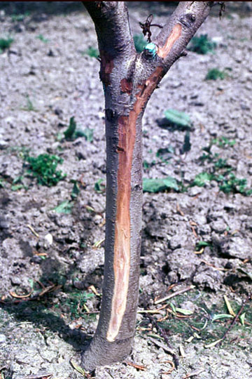 Bacterial dieback of nectarine