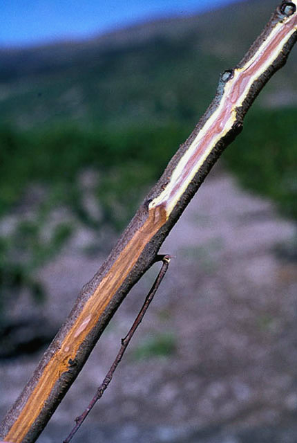 Bacterial dieback of nectarine