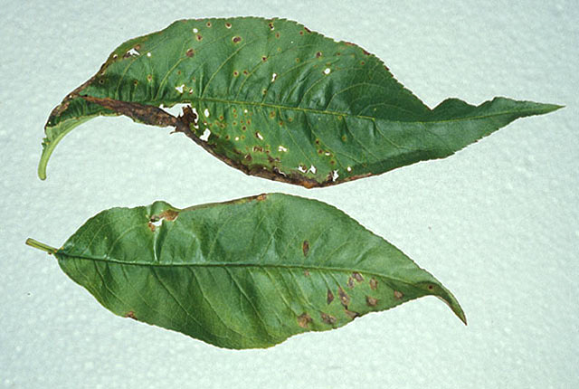 Bacterial dieback of nectarine