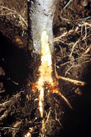 Bacterial dieback of nectarine