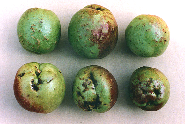 Bacterial dieback of nectarine