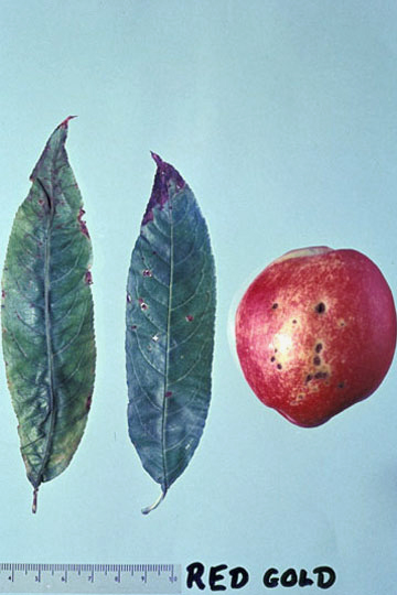 Bacterial spot
