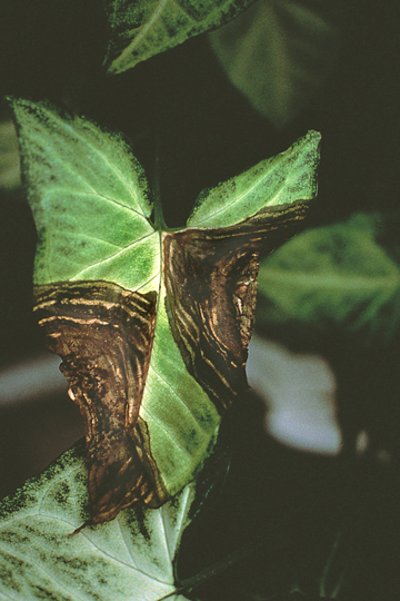 Bacterial leaf spot