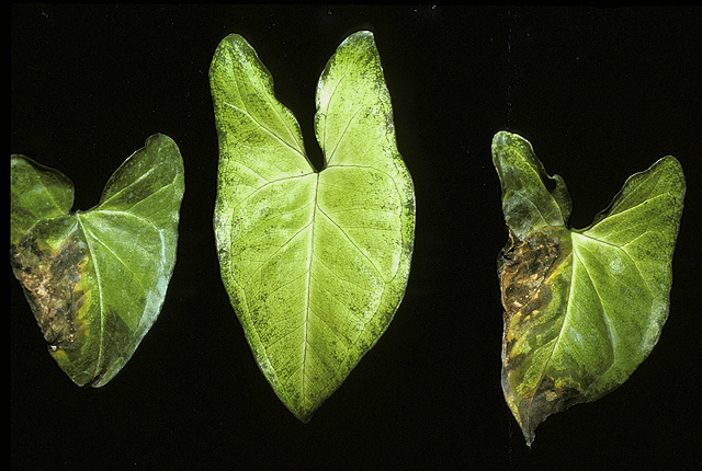 Bacterial leaf spot